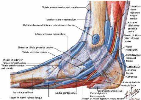 Ayak Eklem Hastalıkları - Nedenleri, Belirtileri ve Tedavisi