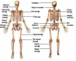 İnsanda dirseğin yapısı: anatomisi ve işlevi
