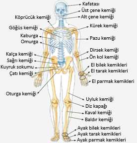 Radyal ve Önkol Kemiği - Anatomi, İşlevler ve Yaralanmalar