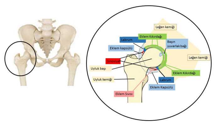 Türkçe - kalça eklemi MRG nedir - Kalça eklemi MRG tanımı ve önemi