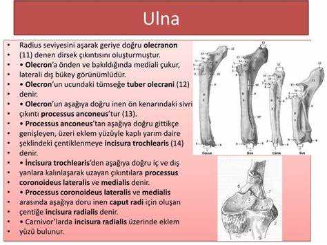 Önkol kemikleri - Ön kol kemikleri hakkında bilgi